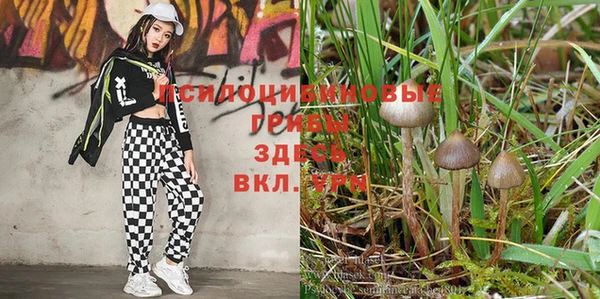 каннабис Алексин