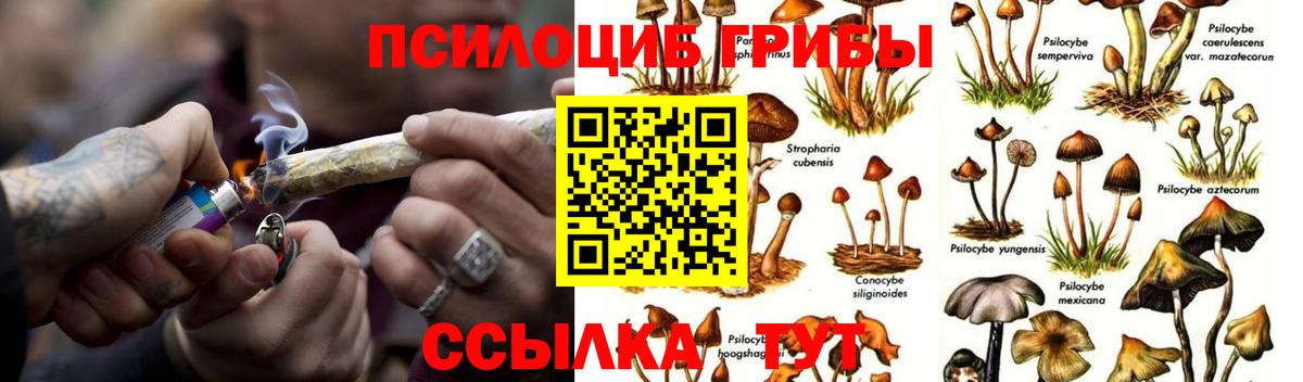 сколько стоит  Вход с VPN  Волхов  Галлюциногенные грибы Cubensis 